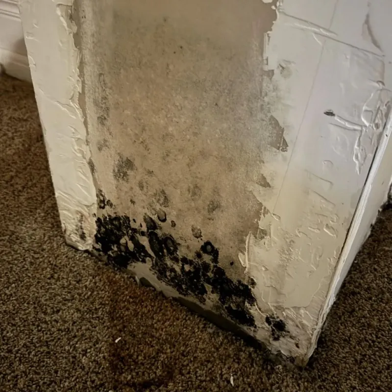 Professional Mold Removal in Rosemount, MN